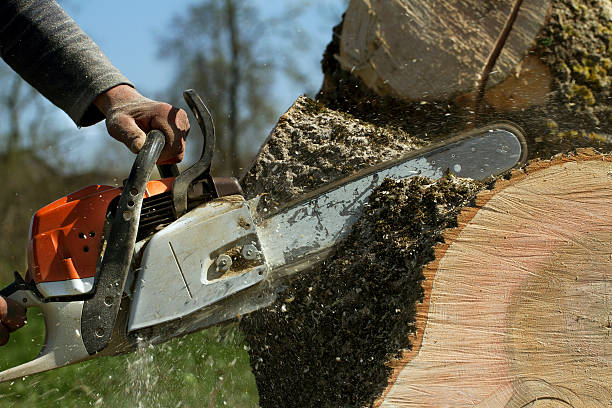 Large Tree Removal in Miller, SD